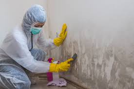 Best Biohazard Mold Removal  in Rome, NY